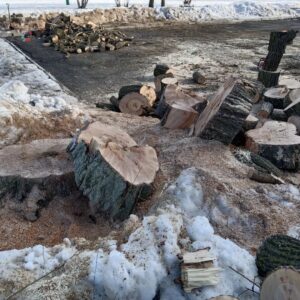 2 — спил ив на территории школы