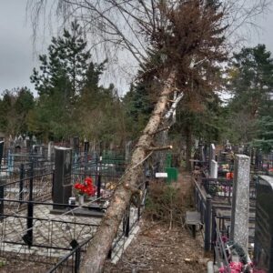 1 — Спил сухой ели на кладбище