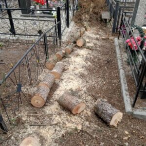 2 — Спил сухой ели на кладбище